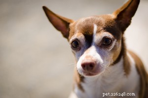 How Accurate Are Dog DNA Tests? A Clear Guide to Reliability and Breed Identification