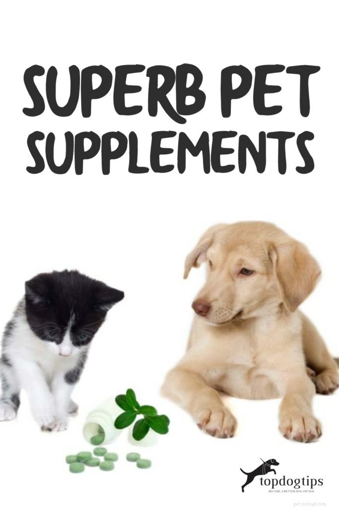 Top 8 Essential Supplements to Boost Your Dog’s Health