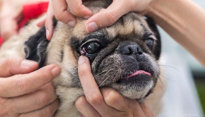How to Diagnose and Treat Eye Infections in Dogs