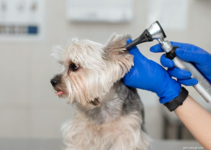 Understanding and Managing Hearing Loss in Dogs: Signs, Causes, and Treatment Options