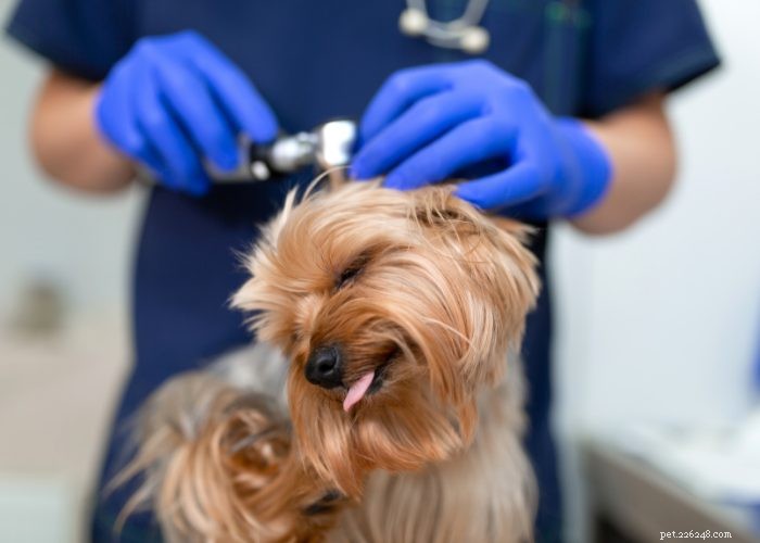 Understanding and Managing Hearing Loss in Dogs: Signs, Causes, and Treatment Options