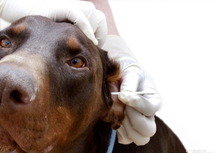 Understanding and Managing Hearing Loss in Dogs: Signs, Causes, and Treatment Options