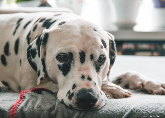 Understanding and Managing Hearing Loss in Dogs: Signs, Causes, and Treatment Options