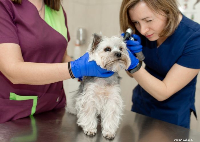 Understanding and Managing Hearing Loss in Dogs: Signs, Causes, and Treatment Options