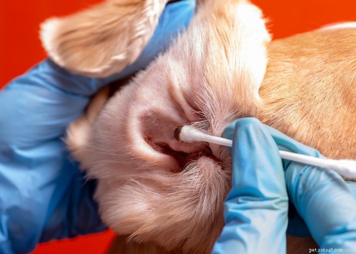 Understanding and Managing Hearing Loss in Dogs: Signs, Causes, and Treatment Options
