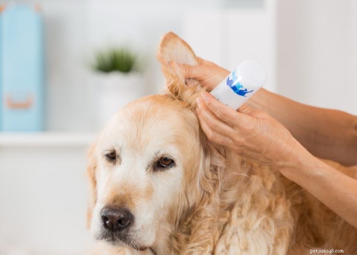 Understanding and Managing Hearing Loss in Dogs: Signs, Causes, and Treatment Options