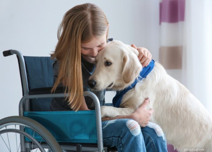 Understanding and Managing Hearing Loss in Dogs: Signs, Causes, and Treatment Options