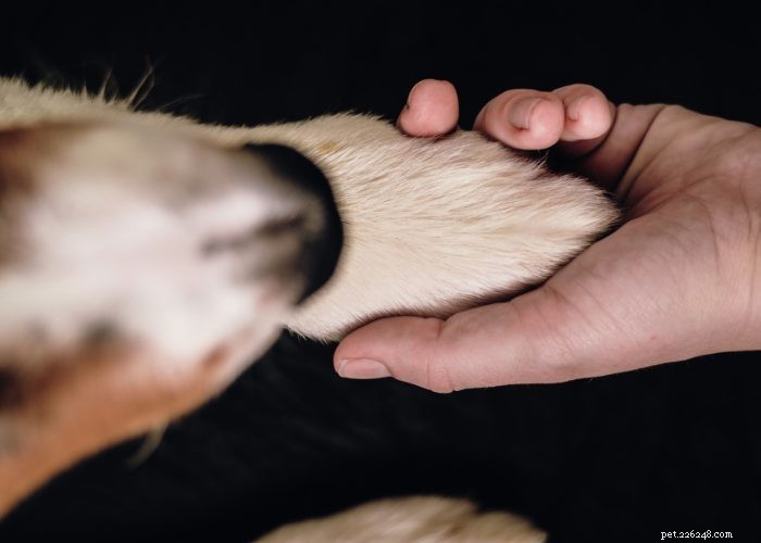 Understanding and Managing Hearing Loss in Dogs: Signs, Causes, and Treatment Options