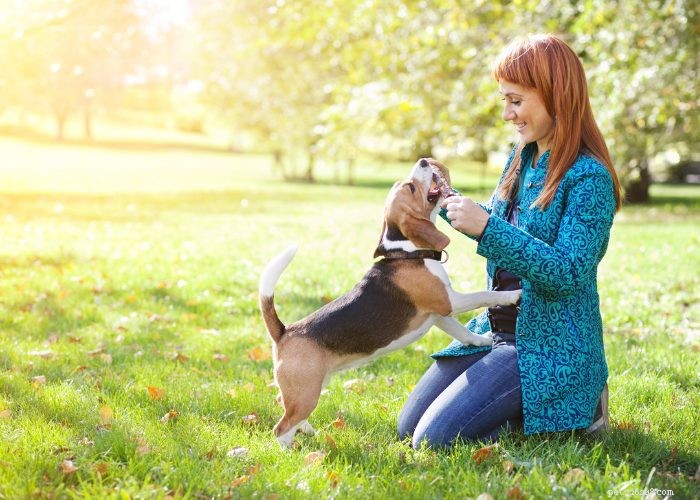 Understanding and Managing Hearing Loss in Dogs: Signs, Causes, and Treatment Options