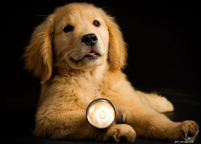 Understanding and Managing Hearing Loss in Dogs: Signs, Causes, and Treatment Options