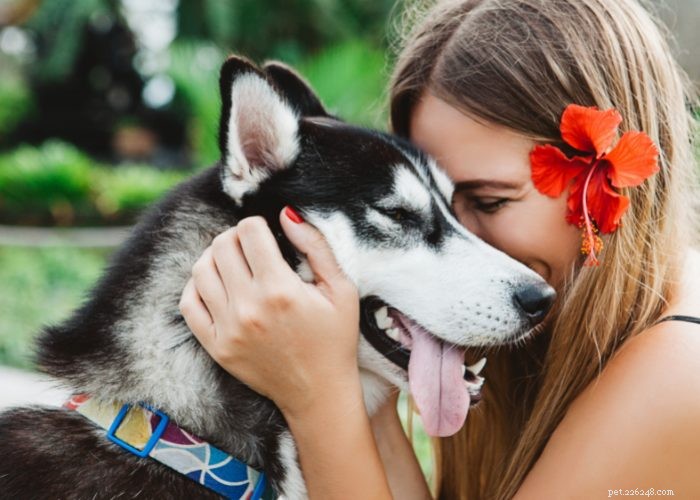 Understanding and Managing Hearing Loss in Dogs: Signs, Causes, and Treatment Options