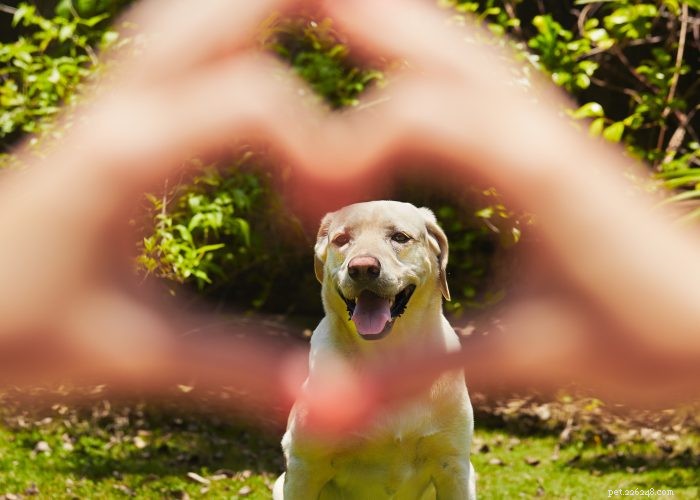 Understanding and Managing Hearing Loss in Dogs: Signs, Causes, and Treatment Options