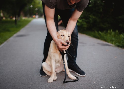 What to Do if Your Dog Consumes Plastic: Immediate Steps to Protect Their Health