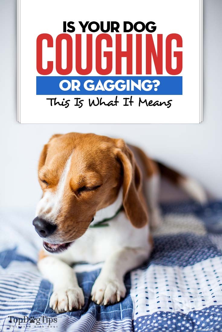 Understanding Dog Coughing, Gagging, and Choking: Signs, Causes, and Effective Treatments
