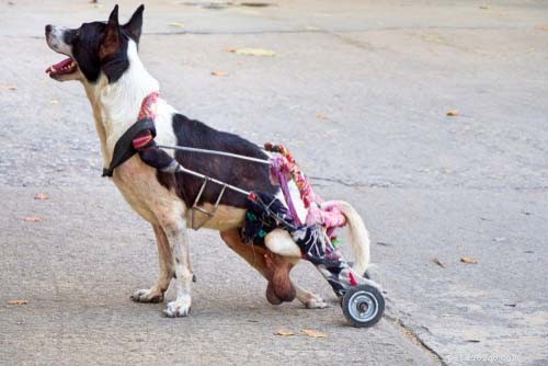 Top 7 Dog Spine Issues: Causes, Symptoms, and Effective Treatments