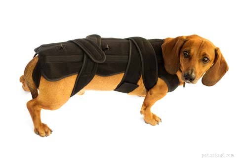 Top 7 Dog Spine Issues: Causes, Symptoms, and Effective Treatments