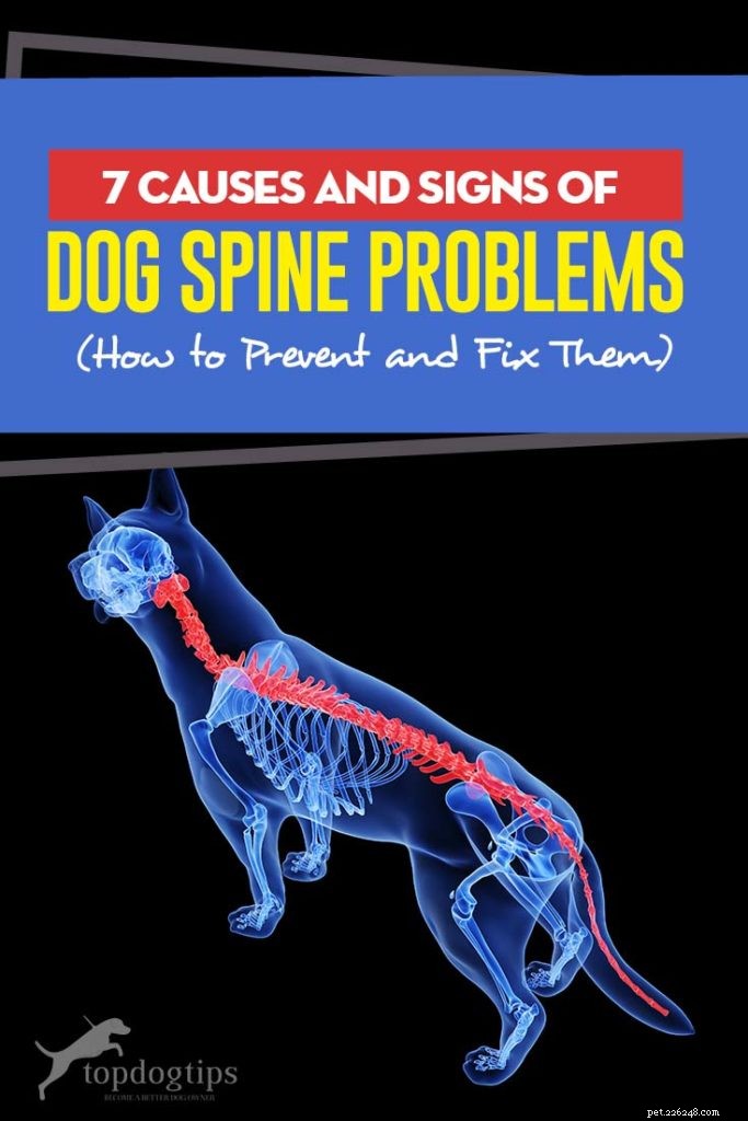 Top 7 Dog Spine Issues: Causes, Symptoms, and Effective Treatments