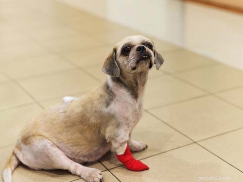 Top 7 Dog Spine Issues: Causes, Symptoms, and Effective Treatments