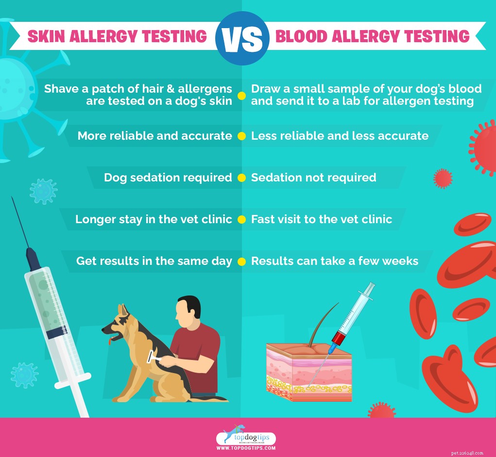 Dog Eye Allergies: Symptoms, Causes & Effective Treatments