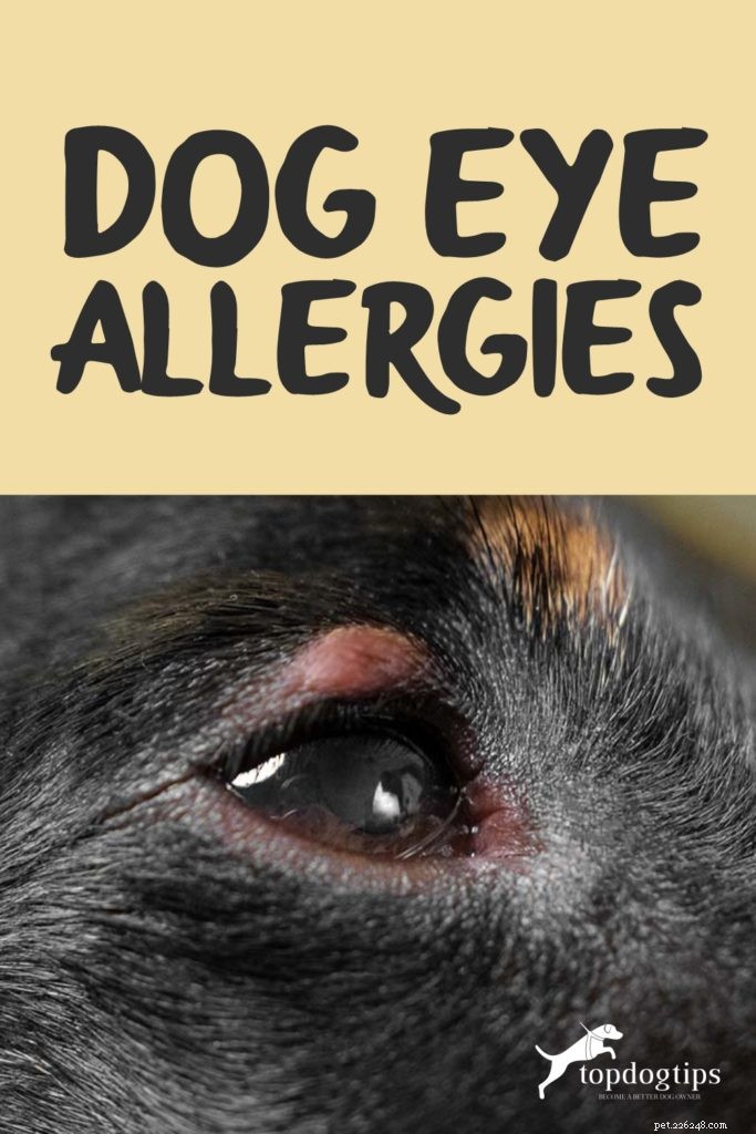 Dog Eye Allergies: Symptoms, Causes & Effective Treatments