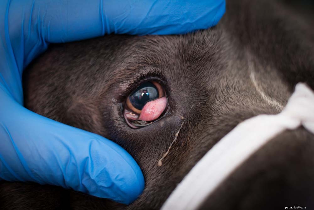 9 Common Dog Eye Conditions That Are Treatable – What Owners Need to Know