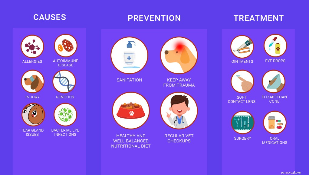 9 Common Dog Eye Conditions That Are Treatable – What Owners Need to Know