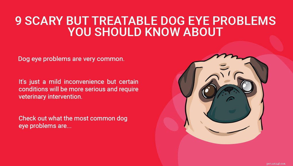 9 Common Dog Eye Conditions That Are Treatable – What Owners Need to Know