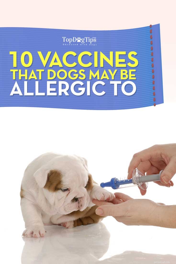 Top 10 Dog Vaccines That May Trigger Allergic Reactions