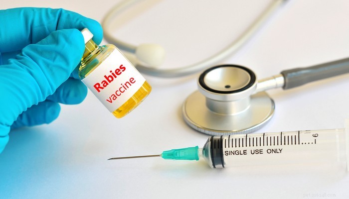 Top 10 Dog Vaccines That May Trigger Allergic Reactions