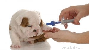 Top 10 Dog Vaccines That May Trigger Allergic Reactions