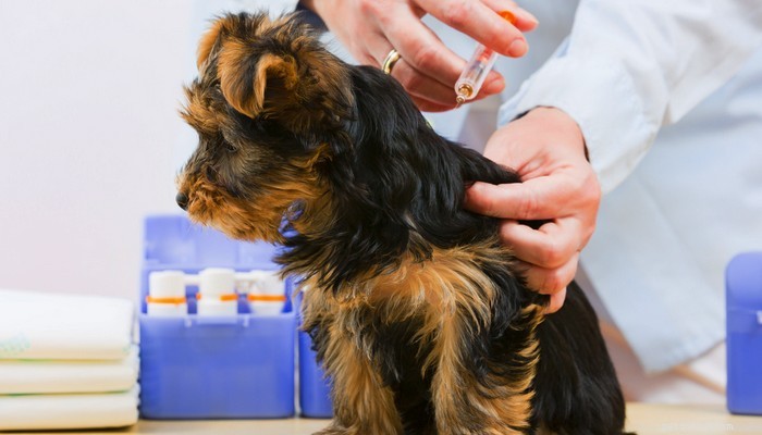 Top 10 Dog Vaccines That May Trigger Allergic Reactions