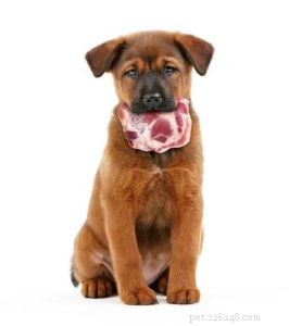Safe Human Foods for Your Dog: What You Can Share