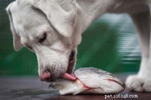 Safe Human Foods for Your Dog: What You Can Share