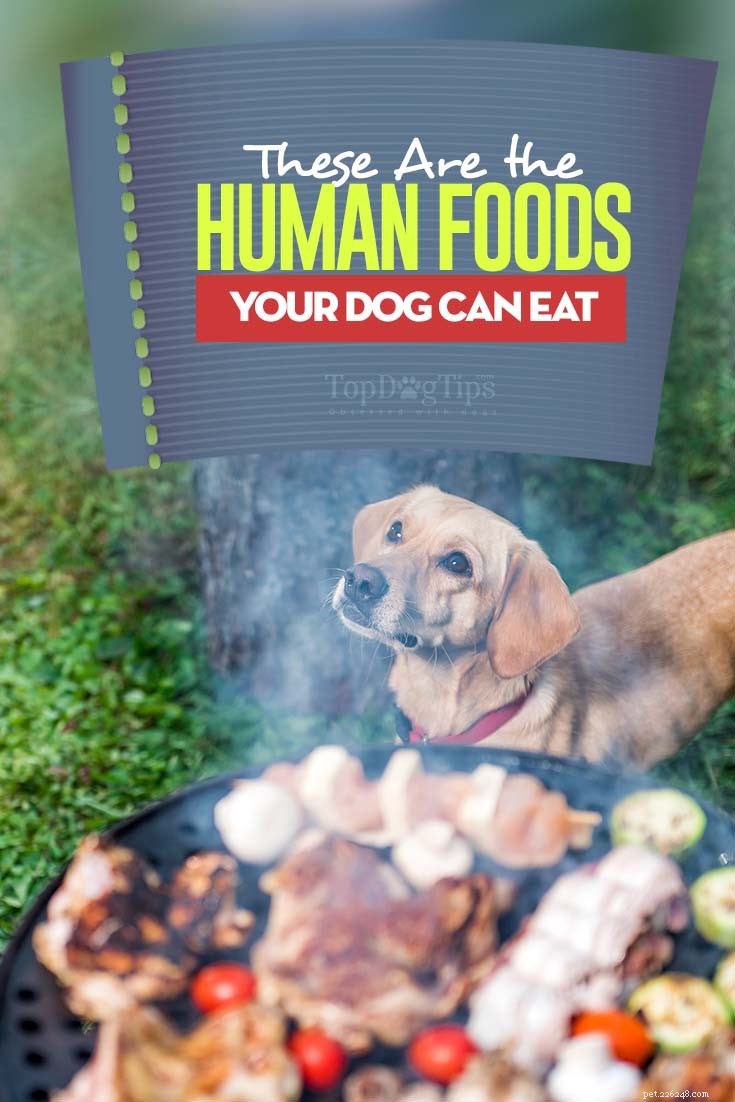 Safe Human Foods for Your Dog: What You Can Share