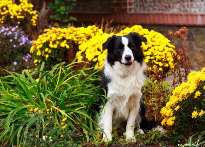 Dog Seizures: 5 Proven Natural Remedies That Deliver Results