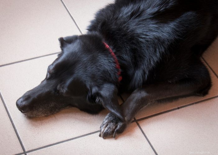 Dog Seizures: 5 Proven Natural Remedies That Deliver Results