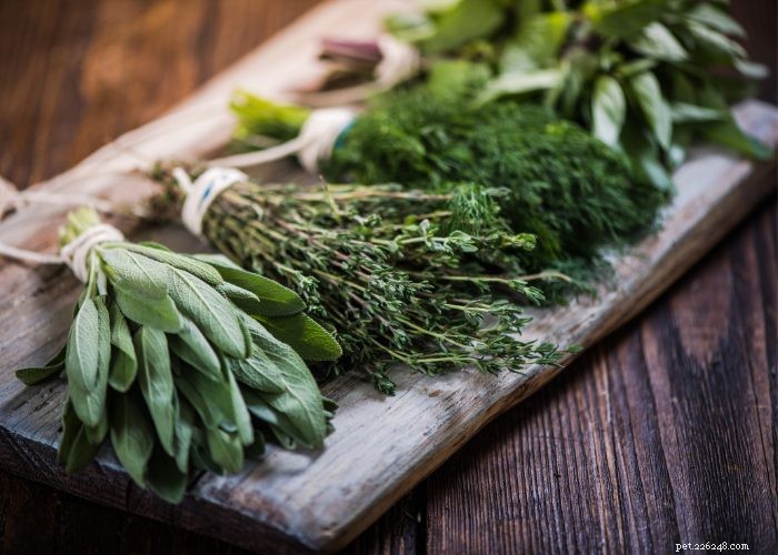 Dog Seizures: 5 Proven Natural Remedies That Deliver Results