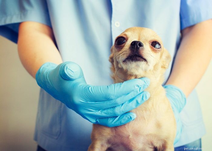 Dog Seizures: 5 Proven Natural Remedies That Deliver Results