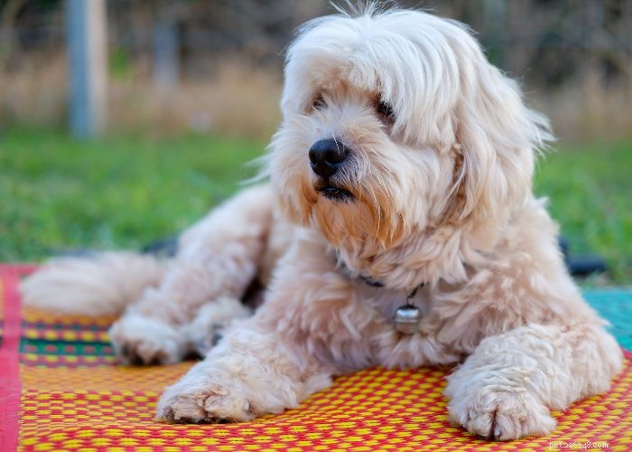 Senior Dog Care: Comfort Tips & Tricks for Your Aging Pet