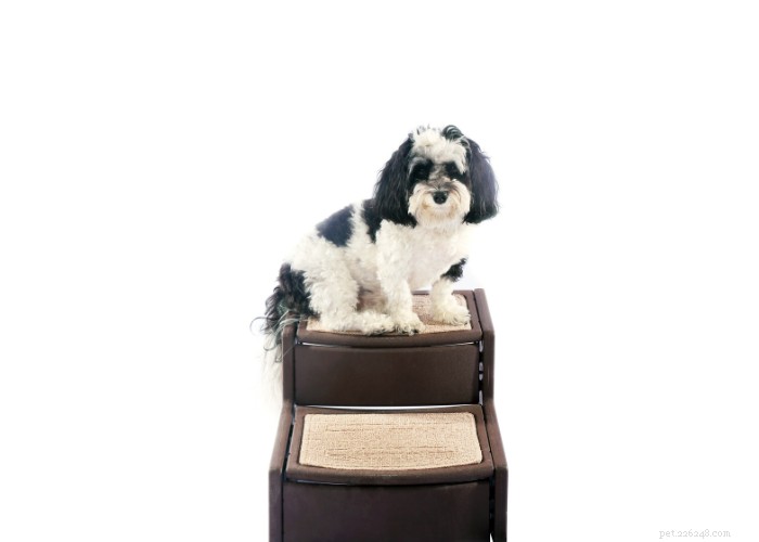 Senior Dog Care: Comfort Tips & Tricks for Your Aging Pet
