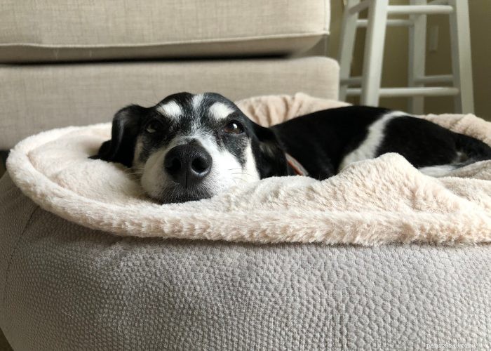 Senior Dog Care: Comfort Tips & Tricks for Your Aging Pet