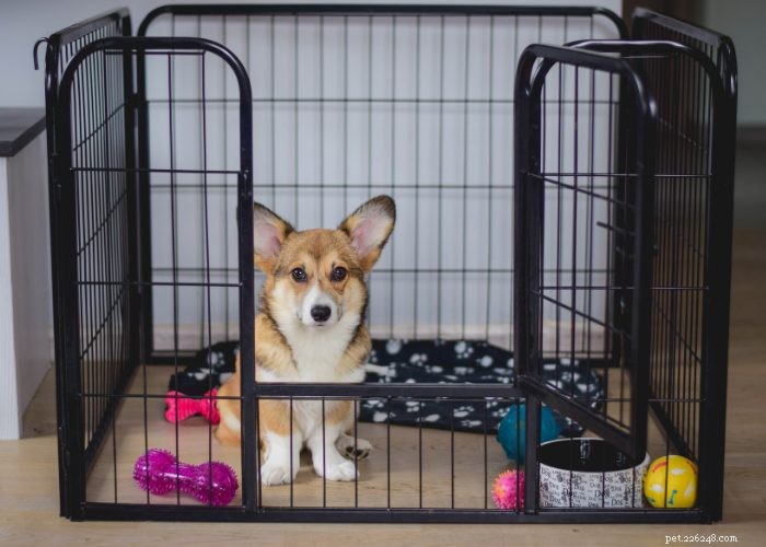 Senior Dog Care: Comfort Tips & Tricks for Your Aging Pet