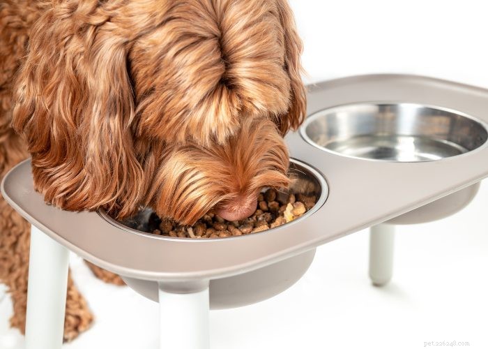 Senior Dog Care: Comfort Tips & Tricks for Your Aging Pet