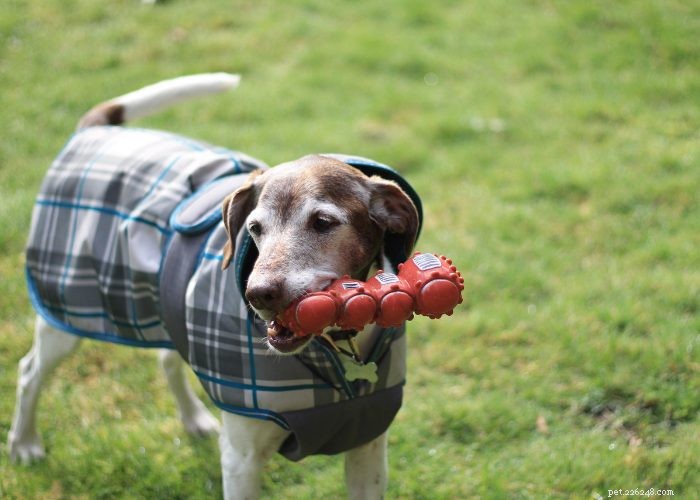 Senior Dog Care: Comfort Tips & Tricks for Your Aging Pet