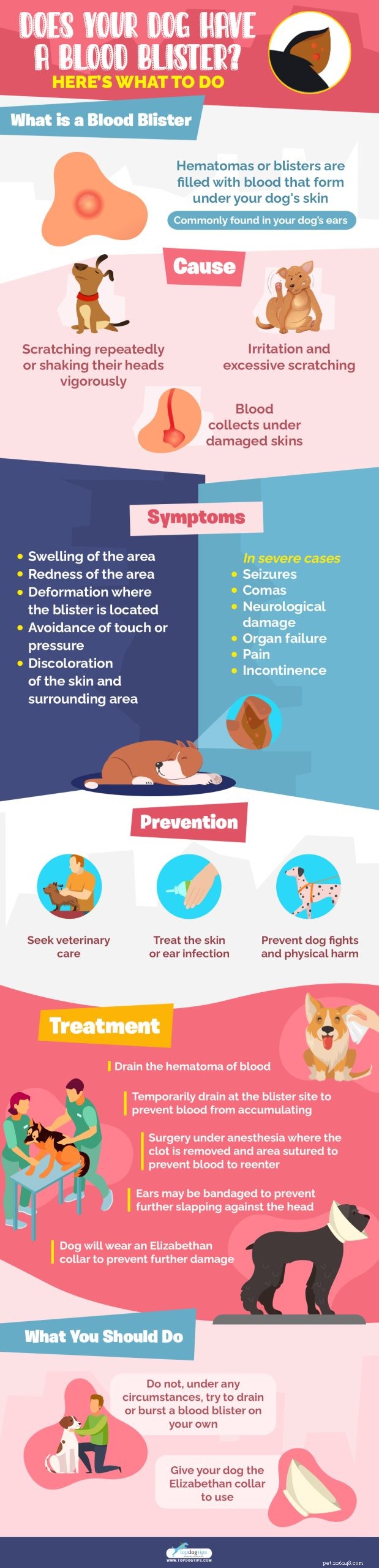 Blood Blisters in Dogs: Causes, Prevention, and What to Do