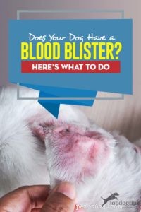 Blood Blisters in Dogs: Causes, Prevention, and What to Do