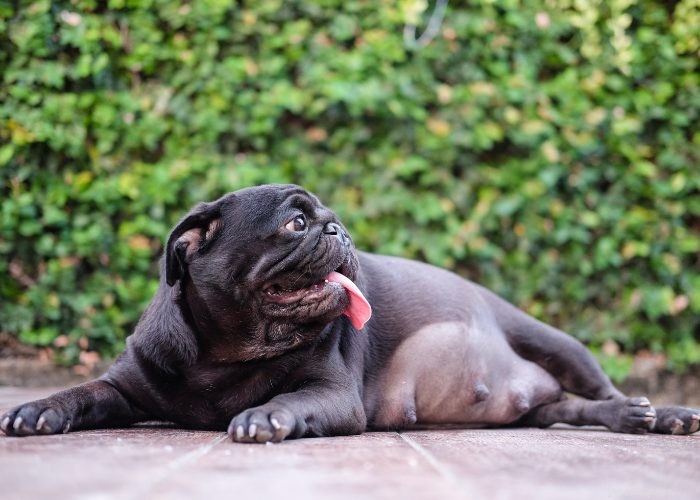 Preventing and Managing Unwanted Dog Pregnancies: A Guide for Responsible Owners