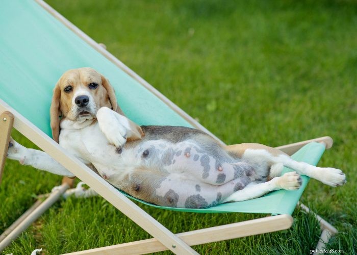 Preventing and Managing Unwanted Dog Pregnancies: A Guide for Responsible Owners