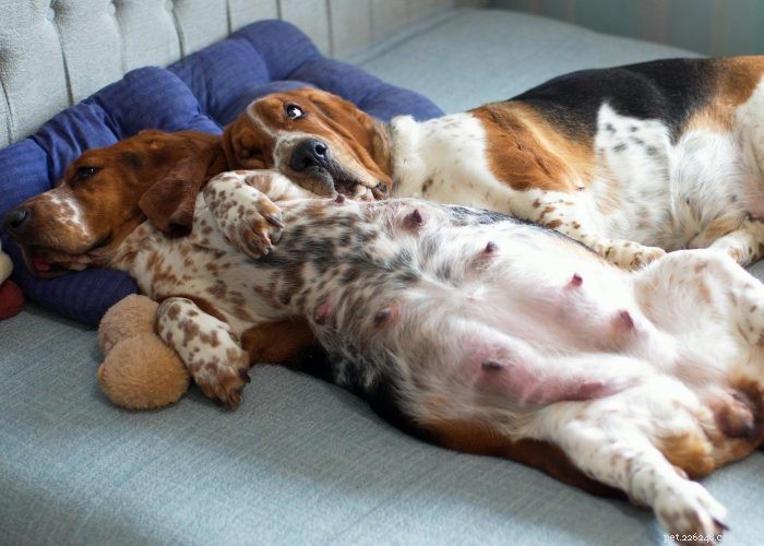 Preventing and Managing Unwanted Dog Pregnancies: A Guide for Responsible Owners