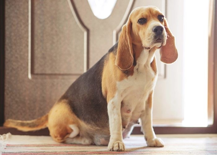 Preventing and Managing Unwanted Dog Pregnancies: A Guide for Responsible Owners